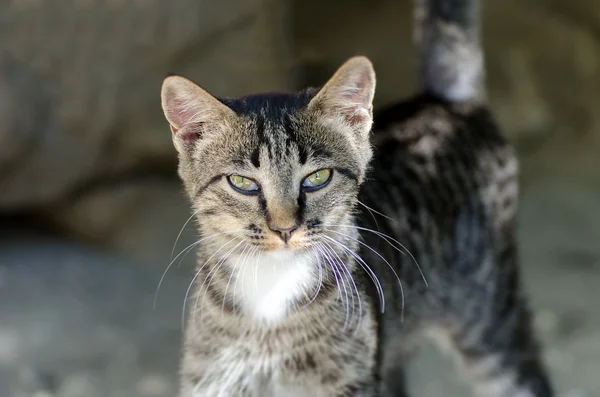 Gatinho de rua bonito ao ar livre . — Fotografia de Stock