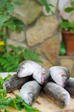 mugil cephalus balık tablo.