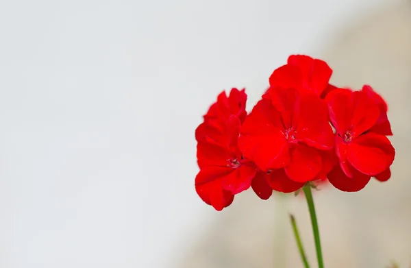 赤い花のクローズ アップ ビュー. — ストック写真