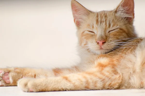 Cute street kitten outdoors. — Stock Photo, Image