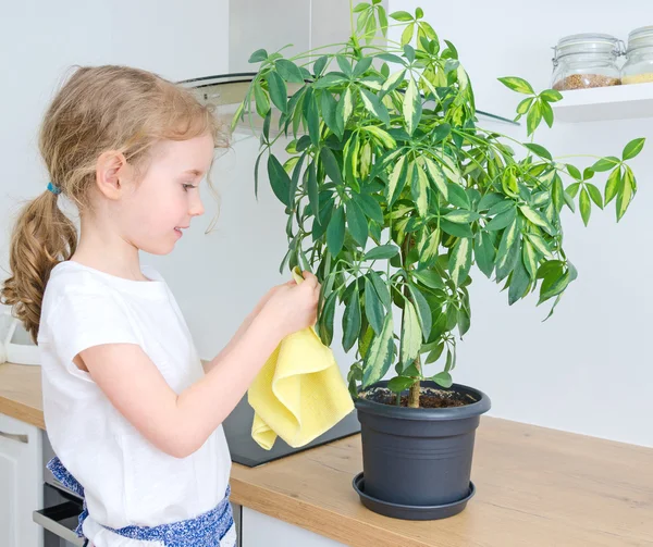 Lilla flickan torkar damm från blomma bladen. — Stockfoto