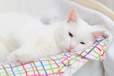 beyaz kedi küçük yatağında uyuyan.