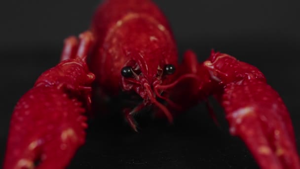 烧焦了的路易斯安那州小龙虾放在一张黑色桌子上 — 图库视频影像