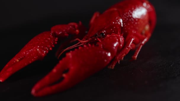 Boiled Louisiana Crayfish Black Table — Stock Video