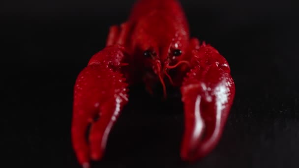 Boiled Louisiana Crayfish Black Table — Stock Video