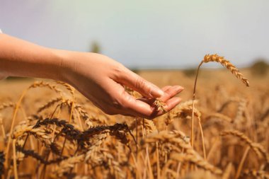 Tarlada buğdaya dokunan kadın eli.