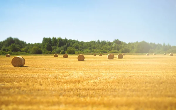 Campo Trigo Con Pajar Verano — Foto de Stock