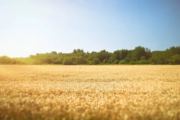 Grande Campo Grano Maturazione Giorno Estivo — Foto Stock