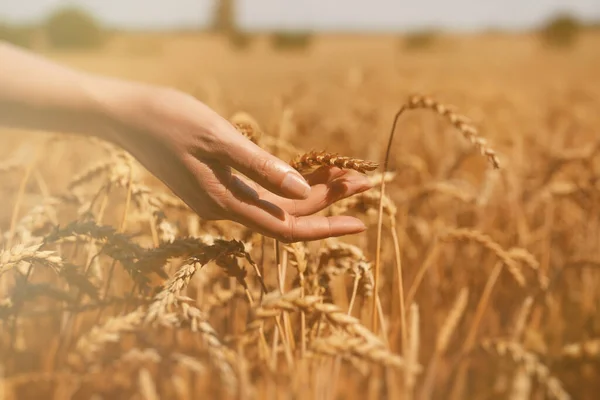 在农田里摸小麦的女人的手 — 图库照片