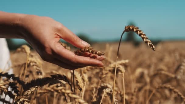 Γυναικείο Χέρι Που Αγγίζει Σιτάρι Ένα Αγρόκτημα Τομέα — Αρχείο Βίντεο