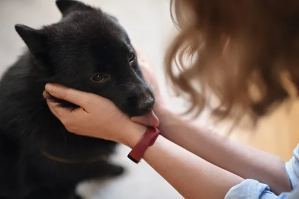 Kobieta Bawi Się Psem Schipperke — Zdjęcie stockowe