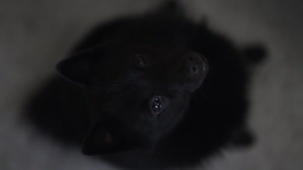 Portrét Roztomilého Psa Schipperke Bílém Pozadí — Stock video