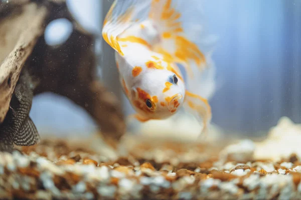 Золотая Рыбка Пресноводном Аквариуме Камнями — стоковое фото