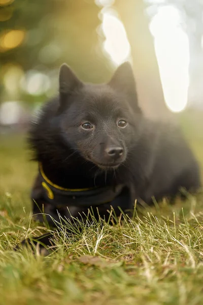 Young Schipperke Puppy Resting Outdoors — Stock Photo, Image