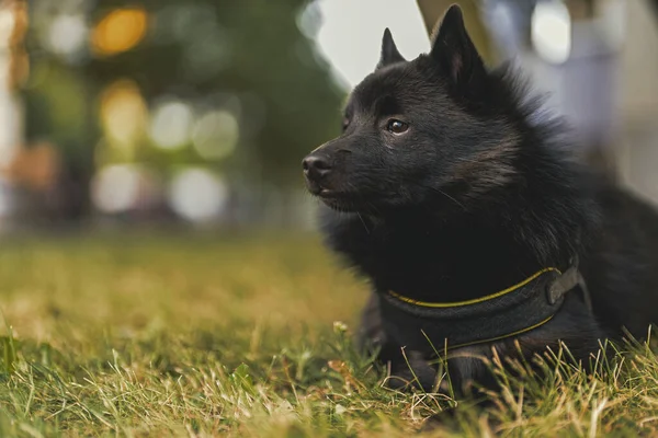 Jonge Schipperke Puppy Rust Uit Buiten — Stockfoto