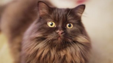 Şirin yavru kedi portresi. İskoç Katlaması.