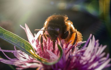 Pembe çiçekte Bumblebee 'nin Macro çekimi.