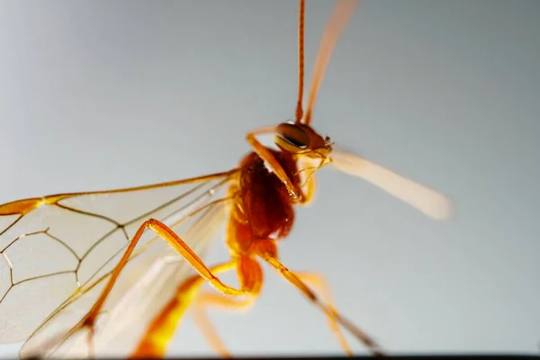 Macro View Parasitic Wasp Ichneumonidae Cremastinae — Stock Photo, Image