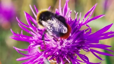 Pembe çiçekte Bumblebee 'nin Macro çekimi.
