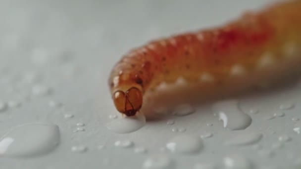 Lagarta Beber Água Pectinophora Gossypiella — Vídeo de Stock