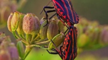 Kalkan böcek çiftleşmesinin makro görünümü. Graphosoma lineatum.