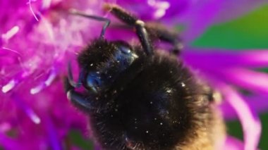 Pembe çiçekte Bumblebee 'nin Macro çekimi.