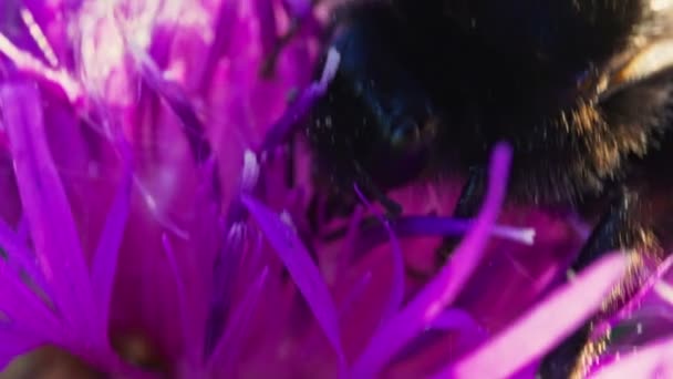 Foto Makro Bumblebee Bunga Merah Muda — Stok Video