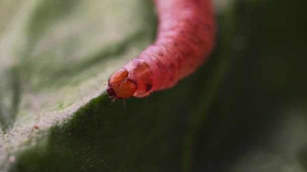 Macro Shot Caterpillar Pectinophora Gossypiella — Stock Video