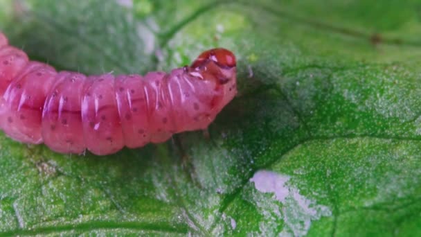 Macro Shot Caterpillar Pectinophora Gossypiella — Stock Video