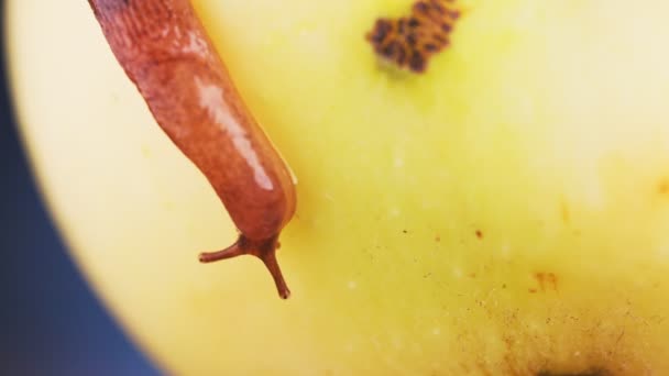 Macro Disparo Babosa Arrastrándose Sobre Manzana — Vídeo de stock