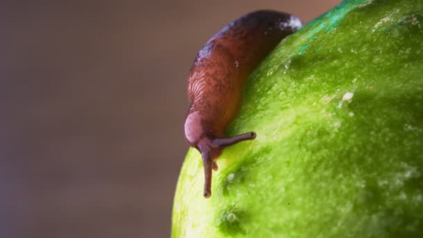 Macro Shot Slug Crawling Green Cucumber — Stock Video