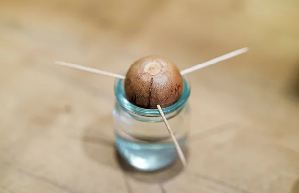 Growing Avocado Seed Home Conditions — Stock Photo, Image