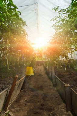 Domatesli seranın içinde.