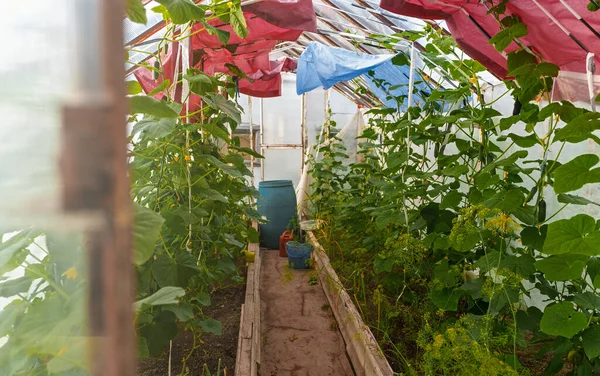 Binnenkant Van Kas Met Komkommers — Stockfoto