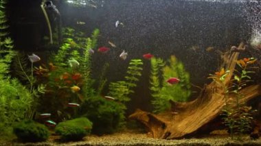 Güzel yerleştirilmiş tropikal tatlı su akvaryumu ile balıkçı. Aquascape.