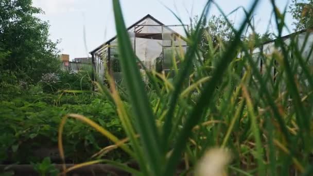 Antiga Estufa Tradicional Jardim — Vídeo de Stock