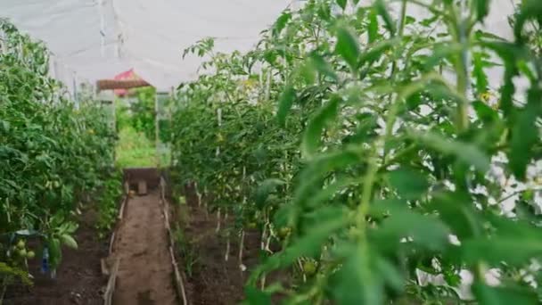 Dentro Del Invernadero Con Tomates — Vídeos de Stock