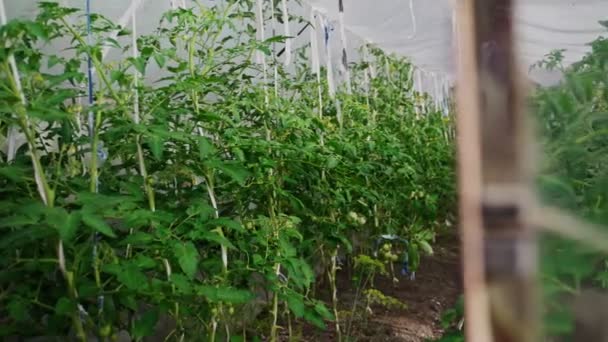 Dentro Del Invernadero Con Tomates — Vídeos de Stock