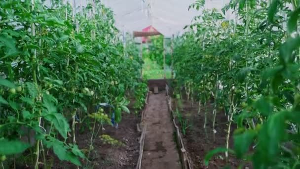 Dentro Del Invernadero Con Tomates — Vídeos de Stock