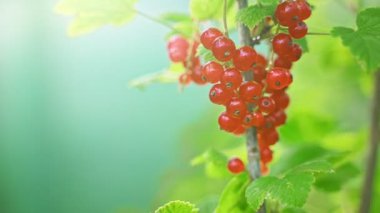 Güneşli bir günde çalılıklarda kırmızı frenk üzümü.