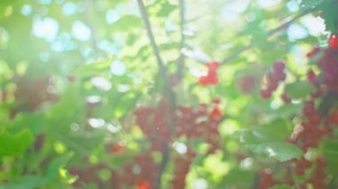 Güneşli bir günde çalılıklarda kırmızı frenk üzümü.