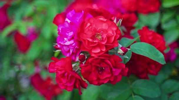 Floribunda Garten Rose Nahaufnahme — Stockvideo
