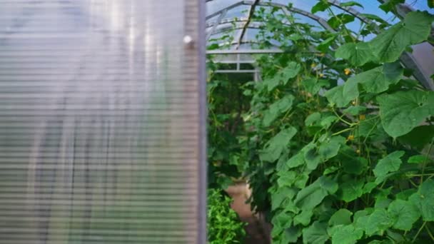 Dentro Del Invernadero Con Pepinos — Vídeos de Stock
