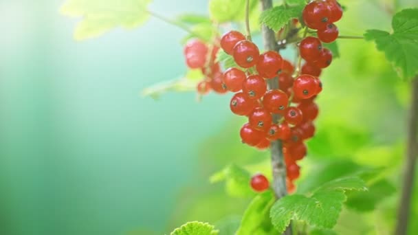 Red Currants Bush Sunny Day — Stock Video