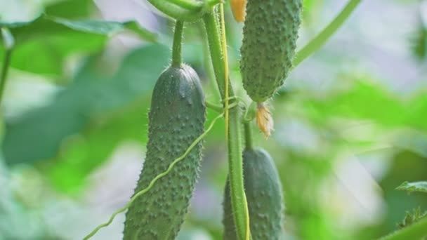 Dentro Del Invernadero Con Pepinos — Vídeos de Stock