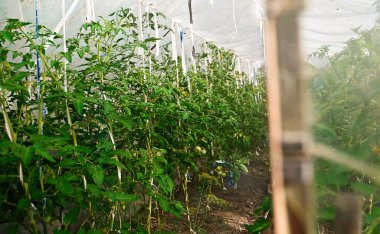 Domatesli seranın içinde.