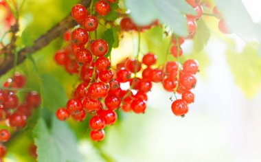 Güneşli bir günde çalılıklarda kırmızı frenk üzümü.