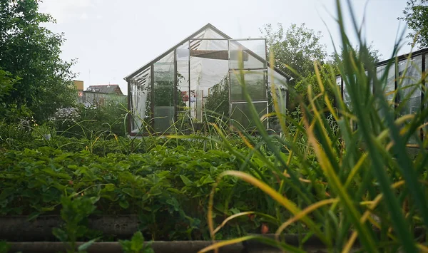 Traditional Old Greenhouse Garden — Stock Photo, Image