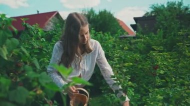 Genç kız kırsalda frenk üzümü topluyor..