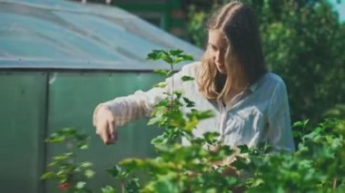 Genç kız kırsalda frenk üzümü topluyor..